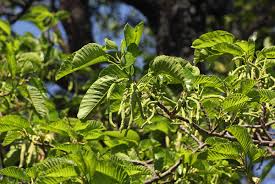 Image result for Milicia