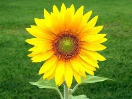 Jan 10, 2020 · source your seeds. Dead Sunflowers How To Harvest The Seeds Harvesting Sunflower Seeds Sunflower Dying Flowers