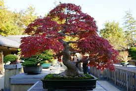 & greendale rd., wilmington, de 19803. Bonsai Garden In Showa Kinen Park Showa Memorial Park Ambassadors Japan