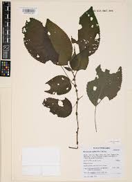 Image result for Droguetia iners