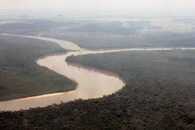 Image result for Rhytachne subgibbosa