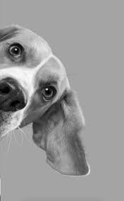 Pin By Sarah Sommers On Puppy Love With Images Dog Photos Dog Photography Cute Dogs