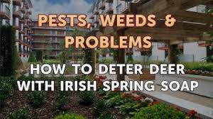 Maybe you would like to learn more about one of these? How To Deter Deer With Irish Spring Soap Youtube