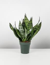 Image result for Sansevieria