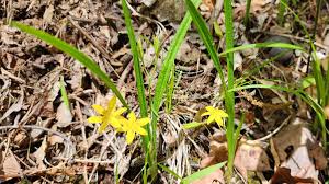 Image result for Hypoxidaceae