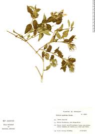 Image result for Justicia fittonioides