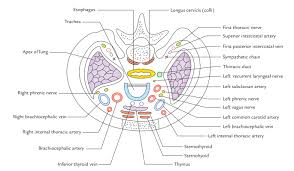 Sibson muscular part is originated from scalenus minimus muscle. Easy 3 Mins Notes On Superior Thoracic Aperture Thoracic Inlet Earth S Lab