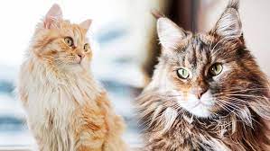 These felines have long and luxurious coats that are silky to the touch. Domestic Longhair Vs Maine Coon Which Fluffy Cat Is Right For You