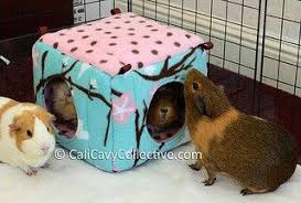 Epingle Sur It S A It S A It S A Guinea Pig