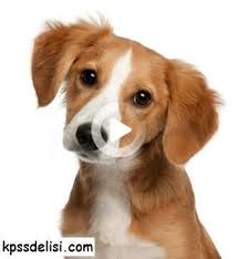 dog pictures kopek