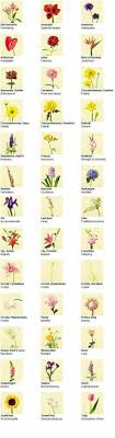 Meaningful Flowers For Your Bouquet Different Types Of Flowers Flower Meanings Types Of Flowers