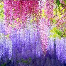 Try to understand wisteria's mentality. Mixed Color Wisteria Tree Seeds 10pcs Pack Greenseedgarden