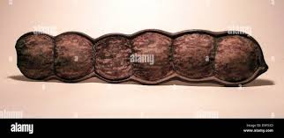 Image result for Entada stuhlmannii