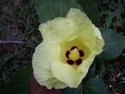 Image result for Thespesia populneoides