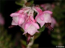 Image result for Erica wildii