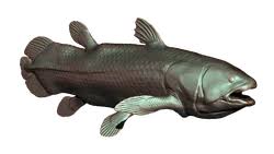 Image result for Coelachne