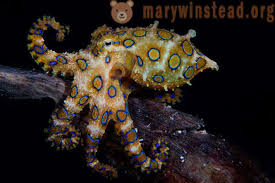 Poster kehidupan hewan laut adalah poster pendidikan dengan gambar berbagai macam hewan laut. Pemenang Pertandingan Fotografi Dalam Air