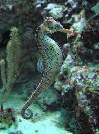 Sea Horse At Shedd Aquarium Beautiful Sea Creatures Seahorse Ocean Animals