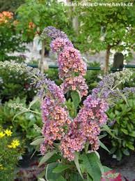 Buddleia Flower Power Height Best Flower Wallpaper