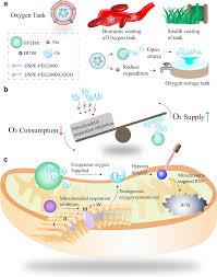 Image result for Hypoxis sp. A (as per FZ 12-3)