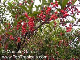 Image result for Citharexylum