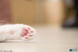 Maybe you would like to learn more about one of these? Tlc Pet Care Services The Y Guide