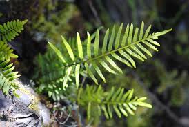 Image result for Pleopeltis