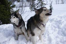 Can Huskies Survive In India Petriever
