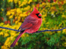 Bird Sitting On Branch Cardinal Bird Sitting On A Tree Branch Beautiful Bird Wallpaper Most Beautiful Birds Beautiful Birds
