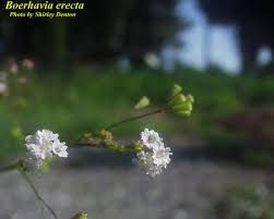 Image result for Boerhavia erecta