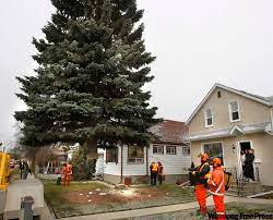 Naturalistic front yard vs landscapy. Planter Sad Over Christmas Tree Choice Winnipeg Free Press