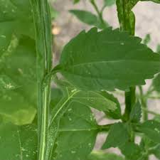 Image result for Calostephane divaricata