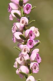 Image result for Muraltia