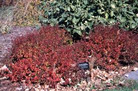 Image result for Berula thunbergii