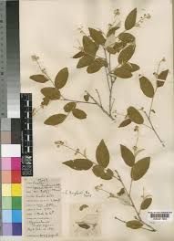 Image result for Discopodium penninervium