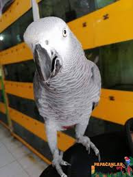 Jako Papagan Fiyatlari Bebek 2020 Papagan Bebek Yavru Bebek