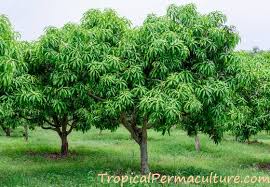 2 days ago · how it takes of course depends on what you plant so let's look at a few common overstory food production trees and their time to maturity. Growing Mangoes And How To Grow Mango Trees From Seed