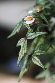 Image result for Erianthemum dregei
