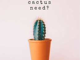 Many people don't know that there are two types of cactus houseplants that will start to bloom during fall and winter: How Often Do You Water A Cactus Dengarden
