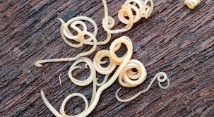 How to deworm a puppy yourself at home. How Long Will My Puppy Keep Pooping Worms After Deworming Avid Pup