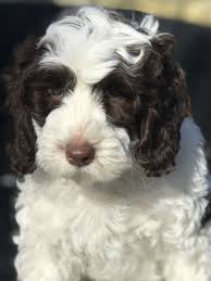 Search for kitchen equipment with us. Australian Labradoodle Chocolate Parti Labradoodle Tillery Labradoodles Maxx Chocolate Labradoodle Australian Labradoodle Australian Labradoodle Chocolate