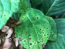 Image result for Cercospora hydrangea