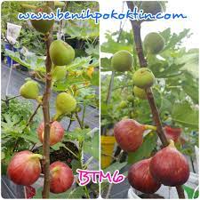 Anak benih pokok tin bernilai tinggi kerana boleh dijual bermula dari harga harga rm100 hingga rm250. Facebook