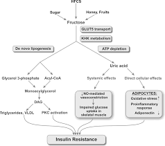 Potential Mechanisms By Which Fructose And Uric Acid May Induce Insulin Download Scientific Diagram