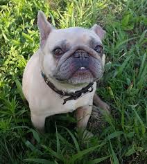 French bulldog puppies for sale in texas usa. Older French Bulldogs For Sale In Texas