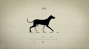 Dog Trot Animation Animation Design Dog Animation Animation Reference