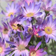 Image result for Pericallis