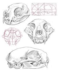 Maybe you would like to learn more about one of these? Cat Skull Side View Drawing Novocom Top
