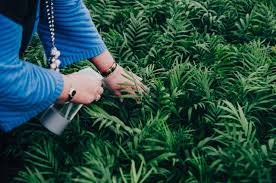 In this video tutorial zigola pioppo will show you the customizations on bamboo m, the portable music of the plants device that easily allows you to give a. Fact Or Myth Does Music Affect Plant Growth Bloomscape
