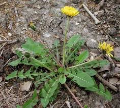 DIENTE DE LEÓN: ACCIÓN, BENEFICIOS, DOSIS Y CONTRAINDICACIONES DEL  TARAXACUM - Farmacia Salomé